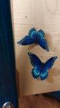 Teifi Harp SiffSaff34 Blue Butterfly<蝶々>