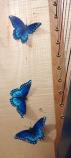 Teifi Harp SiffSaff34 Beech Butterfly<蝶々>